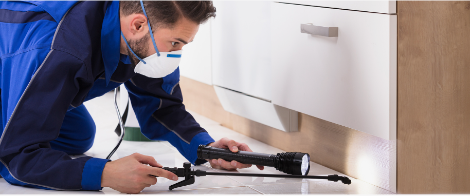 Ennis pest xpert removal
